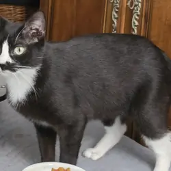 Rescue Mother Cat - Black & White
