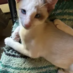Beautiful Snowshoe Siamese kittens