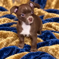 Adorable Chihuahua Puppies – 4 Available 🐾❤️