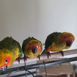 Sun Conure Fledgling