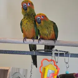 Sun Conure Fledgling