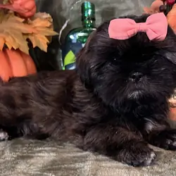 ‘Shih Tzu Puppies AKC REGISTERED