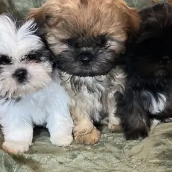 ‘Shih Tzu Puppies AKC REGISTERED
