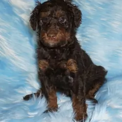 phantom, chocolate, apricot medium labradoodle ckc