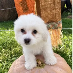 Pomapoo puppies