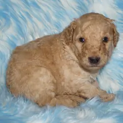 standard ckc registered labradoodles