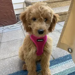 12 weeks old F1 female Mini Goldendoodle