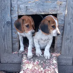 beagle pups bay city mi area pure 250.00