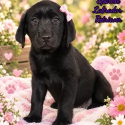 Sparkle Female AKC Labrador Retriever