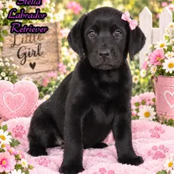 Stella Female AKC Labrador Retriever