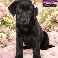 Sonya Female AKC Labrador Retriever