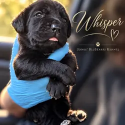 Full Blooded Cane Corso Puppies Champion Bloodline