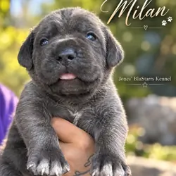 Full Blooded Cane Corso Puppies Champion Bloodline