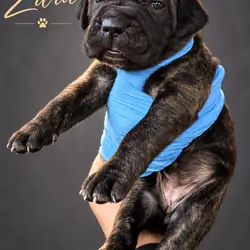 Full Blooded Cane Corso Puppies Champion Bloodline