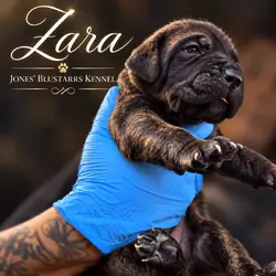 Full Blooded Cane Corso Puppies Champion Bloodline