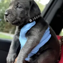 Full Blooded Cane Corso Puppies Champion Bloodline
