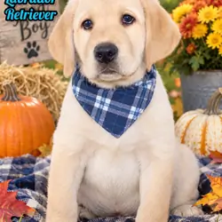 Sam Male AKC Labrador Retriever