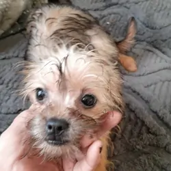 Yorkie mix