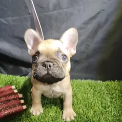 French Bulldogs