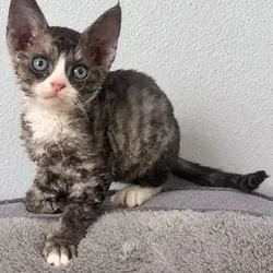 Female Devon Rex