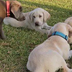 AKC Labrador Retriever Puppies