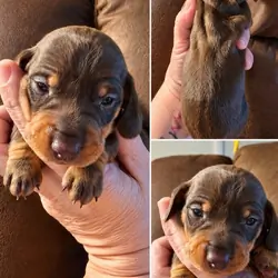Miniature Dachshund