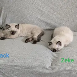 Ragdoll kittens