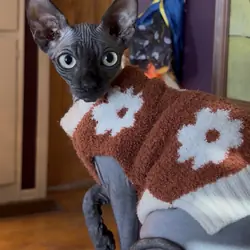 Sphynx