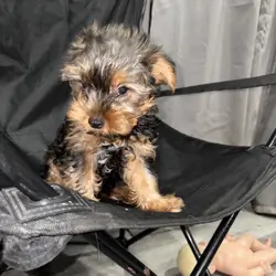 Yorkie