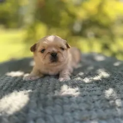 Male ShihTzu
