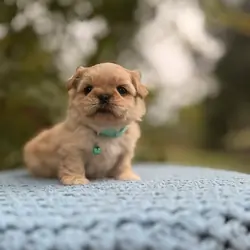 Male ShihTzu