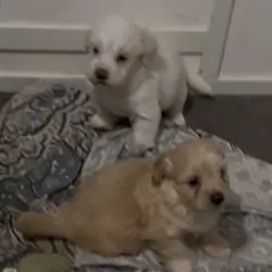 Maltipoo mix puppy