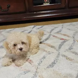 Male maltipoo pups