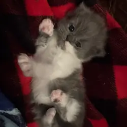 💙 BEAUTIFUL BLUE & WHITE PERSIAN KITTEN (ONLY 1)