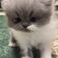 💙 BEAUTIFUL BLUE & WHITE PERSIAN KITTEN (ONLY 1)