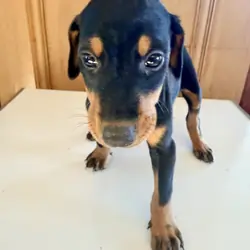 Doberman litter black and rust