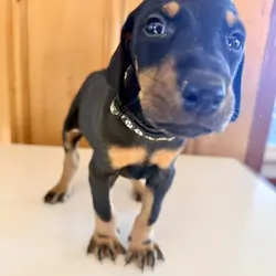Doberman puppies black and rust
