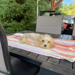 Tiny morkie