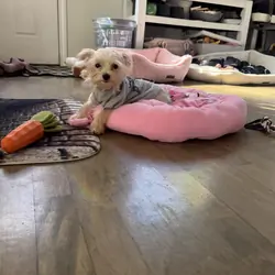 Tiny morkie