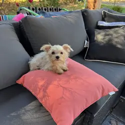 Tiny morkie 3 lb