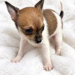 Female Chihuahua