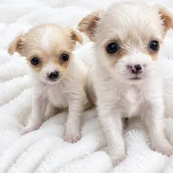 Female Chihuahua