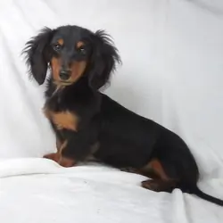 Black and Tan Piebold Boy