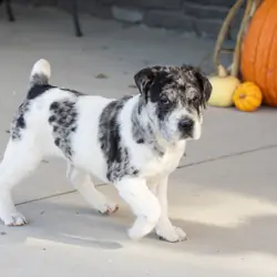 Mini Hippo female puppy in Indiana (Macy)