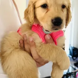 Golden Retriever Puppy