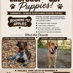 Labrador x German Shorthaired pointer mix