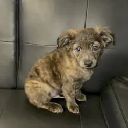Corgchi Puppy Chee Chee