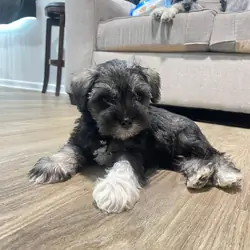 Mini schnauzer