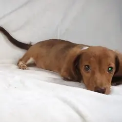 Chocolate Piebold Boy