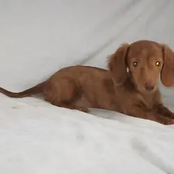 Chocolate Girl